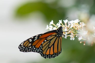 Turuncu ve siyah kanatları olan zarif bir kral kelebeği, yumuşak ve parlak bir arka plana karşı doğanın karmaşık güzelliğini gösteren bir bitkinin üzerinde zarifçe yatıyor. Vahşi yaşam, yaz ve hassas ekosistem temaları için mükemmel..