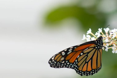 Turuncu ve siyah kanatları olan zarif bir kral kelebeği, yumuşak ve parlak bir arka plana karşı doğanın karmaşık güzelliğini gösteren bir bitkinin üzerinde zarifçe yatıyor. Vahşi yaşam, yaz ve hassas ekosistem temaları için mükemmel..