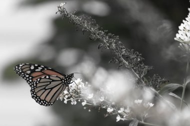 Turuncu ve siyah kanatları olan zarif bir kral kelebeği, yumuşak ve parlak bir arka plana karşı doğanın karmaşık güzelliğini gösteren bir bitkinin üzerinde zarifçe yatıyor. Vahşi yaşam, yaz ve hassas ekosistem temaları için mükemmel..