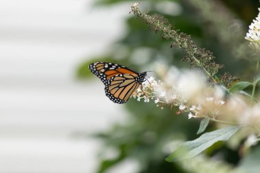 Turuncu ve siyah kanatları olan zarif bir kral kelebeği, yumuşak ve parlak bir arka plana karşı doğanın karmaşık güzelliğini gösteren bir bitkinin üzerinde zarifçe yatıyor. Vahşi yaşam, yaz ve hassas ekosistem temaları için mükemmel..