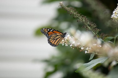 Turuncu ve siyah kanatları olan zarif bir kral kelebeği, yumuşak ve parlak bir arka plana karşı doğanın karmaşık güzelliğini gösteren bir bitkinin üzerinde zarifçe yatıyor. Vahşi yaşam, yaz ve hassas ekosistem temaları için mükemmel..