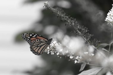 Turuncu ve siyah kanatları olan zarif bir kral kelebeği, yumuşak ve parlak bir arka plana karşı doğanın karmaşık güzelliğini gösteren bir bitkinin üzerinde zarifçe yatıyor. Vahşi yaşam, yaz ve hassas ekosistem temaları için mükemmel..
