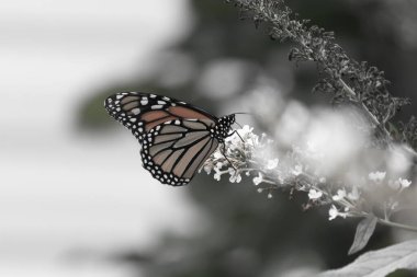 Turuncu ve siyah kanatları olan zarif bir kral kelebeği, yumuşak ve parlak bir arka plana karşı doğanın karmaşık güzelliğini gösteren bir bitkinin üzerinde zarifçe yatıyor. Vahşi yaşam, yaz ve hassas ekosistem temaları için mükemmel..