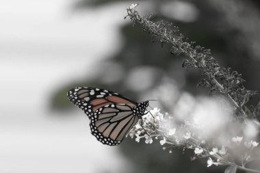 Turuncu ve siyah kanatları olan zarif bir kral kelebeği, yumuşak ve parlak bir arka plana karşı doğanın karmaşık güzelliğini gösteren bir bitkinin üzerinde zarifçe yatıyor. Vahşi yaşam, yaz ve hassas ekosistem temaları için mükemmel..