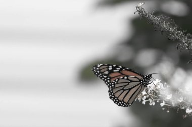 Turuncu ve siyah kanatları olan zarif bir kral kelebeği, yumuşak ve parlak bir arka plana karşı doğanın karmaşık güzelliğini gösteren bir bitkinin üzerinde zarifçe yatıyor. Vahşi yaşam, yaz ve hassas ekosistem temaları için mükemmel..