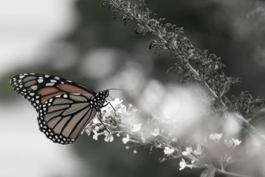 Turuncu ve siyah kanatları olan zarif bir kral kelebeği, yumuşak ve parlak bir arka plana karşı doğanın karmaşık güzelliğini gösteren bir bitkinin üzerinde zarifçe yatıyor. Vahşi yaşam, yaz ve hassas ekosistem temaları için mükemmel..