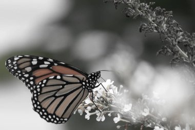 Turuncu ve siyah kanatları olan zarif bir kral kelebeği, yumuşak ve parlak bir arka plana karşı doğanın karmaşık güzelliğini gösteren bir bitkinin üzerinde zarifçe yatıyor. Vahşi yaşam, yaz ve hassas ekosistem temaları için mükemmel..