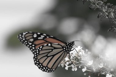 Turuncu ve siyah kanatları olan zarif bir kral kelebeği, yumuşak ve parlak bir arka plana karşı doğanın karmaşık güzelliğini gösteren bir bitkinin üzerinde zarifçe yatıyor. Vahşi yaşam, yaz ve hassas ekosistem temaları için mükemmel..