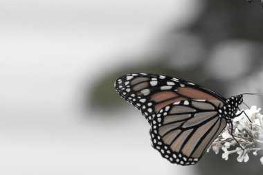 Turuncu ve siyah kanatları olan zarif bir kral kelebeği, yumuşak ve parlak bir arka plana karşı doğanın karmaşık güzelliğini gösteren bir bitkinin üzerinde zarifçe yatıyor. Vahşi yaşam, yaz ve hassas ekosistem temaları için mükemmel..