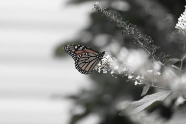 Turuncu ve siyah kanatları olan zarif bir kral kelebeği, yumuşak ve parlak bir arka plana karşı doğanın karmaşık güzelliğini gösteren bir bitkinin üzerinde zarifçe yatıyor. Vahşi yaşam, yaz ve hassas ekosistem temaları için mükemmel..