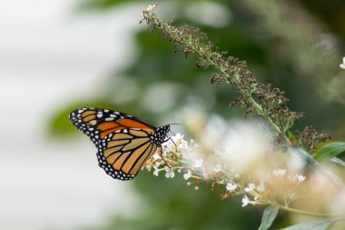 Turuncu ve siyah kanatları olan zarif bir kral kelebeği, yumuşak ve parlak bir arka plana karşı doğanın karmaşık güzelliğini gösteren bir bitkinin üzerinde zarifçe yatıyor. Vahşi yaşam, yaz ve hassas ekosistem temaları için mükemmel..