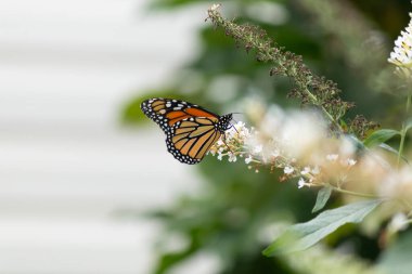 Turuncu ve siyah kanatları olan zarif bir kral kelebeği, yumuşak ve parlak bir arka plana karşı doğanın karmaşık güzelliğini gösteren bir bitkinin üzerinde zarifçe yatıyor. Vahşi yaşam, yaz ve hassas ekosistem temaları için mükemmel..