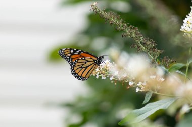 Turuncu ve siyah kanatları olan zarif bir kral kelebeği, yumuşak ve parlak bir arka plana karşı doğanın karmaşık güzelliğini gösteren bir bitkinin üzerinde zarifçe yatıyor. Vahşi yaşam, yaz ve hassas ekosistem temaları için mükemmel..