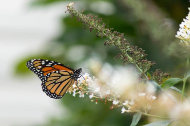 Turuncu ve siyah kanatları olan zarif bir kral kelebeği, yumuşak ve parlak bir arka plana karşı doğanın karmaşık güzelliğini gösteren bir bitkinin üzerinde zarifçe yatıyor. Vahşi yaşam, yaz ve hassas ekosistem temaları için mükemmel..