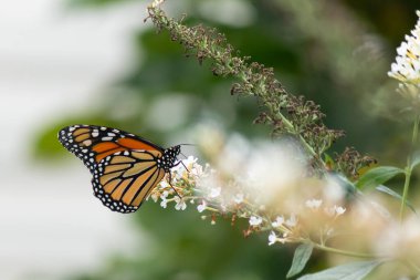 Turuncu ve siyah kanatları olan zarif bir kral kelebeği, yumuşak ve parlak bir arka plana karşı doğanın karmaşık güzelliğini gösteren bir bitkinin üzerinde zarifçe yatıyor. Vahşi yaşam, yaz ve hassas ekosistem temaları için mükemmel..