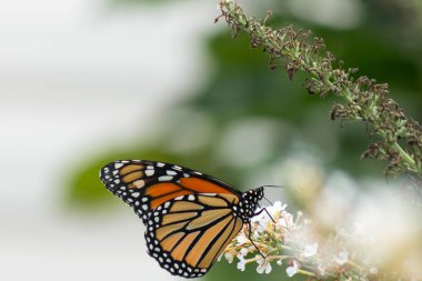 Turuncu ve siyah kanatları olan zarif bir kral kelebeği, yumuşak ve parlak bir arka plana karşı doğanın karmaşık güzelliğini gösteren bir bitkinin üzerinde zarifçe yatıyor. Vahşi yaşam, yaz ve hassas ekosistem temaları için mükemmel..
