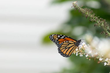 Turuncu ve siyah kanatları olan zarif bir kral kelebeği, yumuşak ve parlak bir arka plana karşı doğanın karmaşık güzelliğini gösteren bir bitkinin üzerinde zarifçe yatıyor. Vahşi yaşam, yaz ve hassas ekosistem temaları için mükemmel..