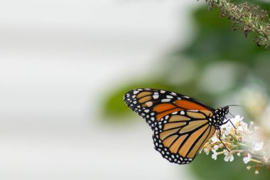 Turuncu ve siyah kanatları olan zarif bir kral kelebeği, yumuşak ve parlak bir arka plana karşı doğanın karmaşık güzelliğini gösteren bir bitkinin üzerinde zarifçe yatıyor. Vahşi yaşam, yaz ve hassas ekosistem temaları için mükemmel..