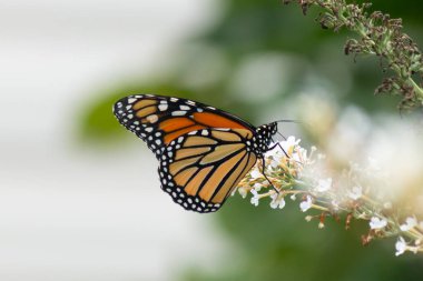 Turuncu ve siyah kanatları olan zarif bir kral kelebeği, yumuşak ve parlak bir arka plana karşı doğanın karmaşık güzelliğini gösteren bir bitkinin üzerinde zarifçe yatıyor. Vahşi yaşam, yaz ve hassas ekosistem temaları için mükemmel..