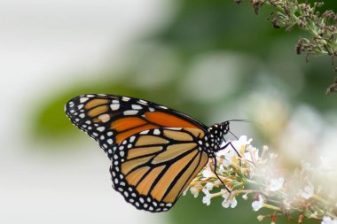 Turuncu ve siyah kanatları olan zarif bir kral kelebeği, yumuşak ve parlak bir arka plana karşı doğanın karmaşık güzelliğini gösteren bir bitkinin üzerinde zarifçe yatıyor. Vahşi yaşam, yaz ve hassas ekosistem temaları için mükemmel..