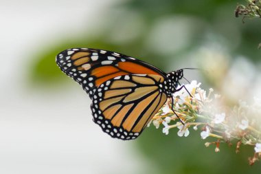 Turuncu ve siyah kanatları olan zarif bir kral kelebeği, yumuşak ve parlak bir arka plana karşı doğanın karmaşık güzelliğini gösteren bir bitkinin üzerinde zarifçe yatıyor. Vahşi yaşam, yaz ve hassas ekosistem temaları için mükemmel..