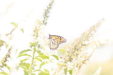 Turuncu ve siyah kanatları olan zarif bir kral kelebeği, yumuşak ve parlak bir arka plana karşı doğanın karmaşık güzelliğini gösteren bir bitkinin üzerinde zarifçe yatıyor. Vahşi yaşam, yaz ve hassas ekosistem temaları için mükemmel..