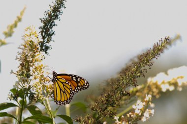 Turuncu ve siyah kanatları olan zarif bir kral kelebeği, yumuşak ve parlak bir arka plana karşı doğanın karmaşık güzelliğini gösteren bir bitkinin üzerinde zarifçe yatıyor. Vahşi yaşam, yaz ve hassas ekosistem temaları için mükemmel..