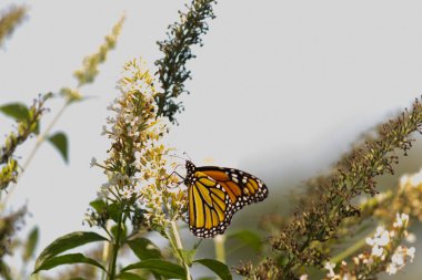 Turuncu ve siyah kanatları olan zarif bir kral kelebeği, yumuşak ve parlak bir arka plana karşı doğanın karmaşık güzelliğini gösteren bir bitkinin üzerinde zarifçe yatıyor. Vahşi yaşam, yaz ve hassas ekosistem temaları için mükemmel..