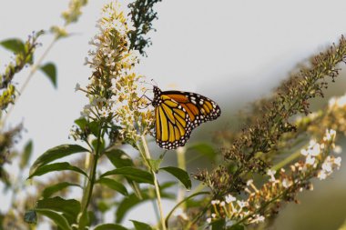 Turuncu ve siyah kanatları olan zarif bir kral kelebeği, yumuşak ve parlak bir arka plana karşı doğanın karmaşık güzelliğini gösteren bir bitkinin üzerinde zarifçe yatıyor. Vahşi yaşam, yaz ve hassas ekosistem temaları için mükemmel..
