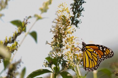 Turuncu ve siyah kanatları olan zarif bir kral kelebeği, yumuşak ve parlak bir arka plana karşı doğanın karmaşık güzelliğini gösteren bir bitkinin üzerinde zarifçe yatıyor. Vahşi yaşam, yaz ve hassas ekosistem temaları için mükemmel..