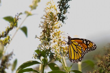 Turuncu ve siyah kanatları olan zarif bir kral kelebeği, yumuşak ve parlak bir arka plana karşı doğanın karmaşık güzelliğini gösteren bir bitkinin üzerinde zarifçe yatıyor. Vahşi yaşam, yaz ve hassas ekosistem temaları için mükemmel..