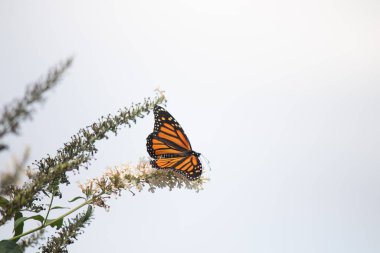 Turuncu ve siyah kanatları olan zarif bir kral kelebeği, yumuşak ve parlak bir arka plana karşı doğanın karmaşık güzelliğini gösteren bir bitkinin üzerinde zarifçe yatıyor. Vahşi yaşam, yaz ve hassas ekosistem temaları için mükemmel..
