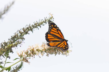Turuncu ve siyah kanatları olan zarif bir kral kelebeği, yumuşak ve parlak bir arka plana karşı doğanın karmaşık güzelliğini gösteren bir bitkinin üzerinde zarifçe yatıyor. Vahşi yaşam, yaz ve hassas ekosistem temaları için mükemmel..