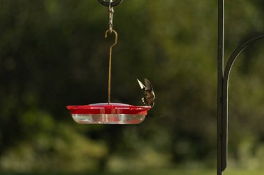 Dişi yakut boğazlı sinekkuşu sinekkuşu yemliğine biraz nektar almaya geliyor, dikkatli görünüyor.