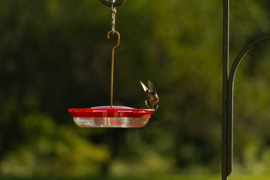 Dişi yakut boğazlı sinekkuşu sinekkuşu yemliğine biraz nektar almaya geliyor, dikkatli görünüyor.