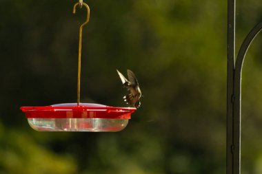 Dişi yakut boğazlı sinekkuşu sinekkuşu yemliğine biraz nektar almaya geliyor, dikkatli görünüyor.