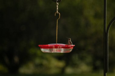 Dişi yakut boğazlı sinekkuşu sinekkuşu yemliğine biraz nektar almaya geliyor, dikkatli görünüyor.