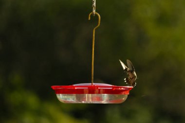 Dişi yakut boğazlı sinekkuşu sinekkuşu yemliğine biraz nektar almaya geliyor, dikkatli görünüyor.