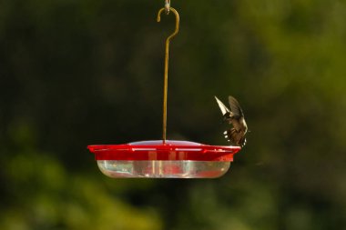 Dişi yakut boğazlı sinekkuşu sinekkuşu yemliğine biraz nektar almaya geliyor, dikkatli görünüyor.