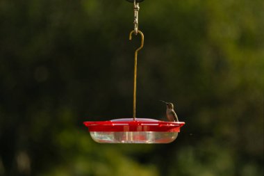 Dişi yakut boğazlı sinekkuşu sinekkuşu yemliğine biraz nektar almaya geliyor, dikkatli görünüyor.