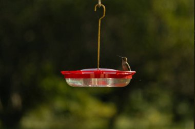 Dişi yakut boğazlı sinekkuşu sinekkuşu yemliğine biraz nektar almaya geliyor, dikkatli görünüyor.