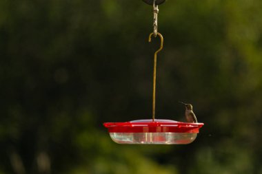 Dişi yakut boğazlı sinekkuşu sinekkuşu yemliğine biraz nektar almaya geliyor, dikkatli görünüyor.