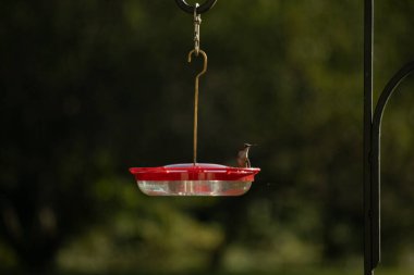 Dişi yakut boğazlı sinekkuşu sinekkuşu yemliğine biraz nektar almaya geliyor, dikkatli görünüyor.