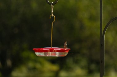 Dişi yakut boğazlı sinekkuşu sinekkuşu yemliğine biraz nektar almaya geliyor, dikkatli görünüyor.