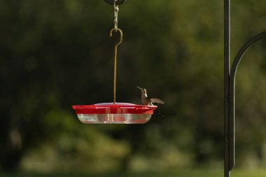Dişi yakut boğazlı sinekkuşu sinekkuşu yemliğine biraz nektar almaya geliyor, dikkatli görünüyor.