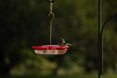 Dişi yakut boğazlı sinekkuşu sinekkuşu yemliğine biraz nektar almaya geliyor, dikkatli görünüyor.