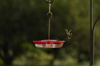 Dişi yakut boğazlı sinekkuşu sinekkuşu yemliğine biraz nektar almaya geliyor, dikkatli görünüyor.