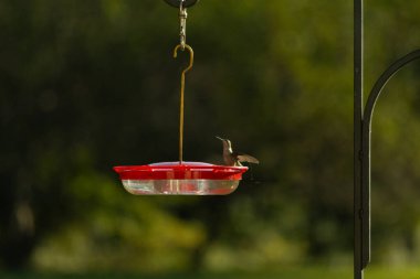 Dişi yakut boğazlı sinekkuşu sinekkuşu yemliğine biraz nektar almaya geliyor, dikkatli görünüyor.