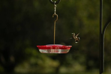 Dişi yakut boğazlı sinekkuşu sinekkuşu yemliğine biraz nektar almaya geliyor, dikkatli görünüyor.