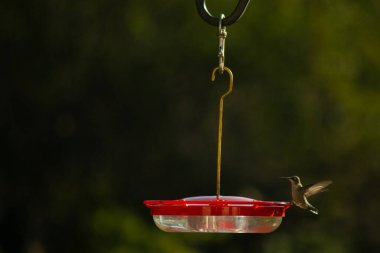 Dişi yakut boğazlı sinekkuşu sinekkuşu yemliğine biraz nektar almaya geliyor, dikkatli görünüyor.